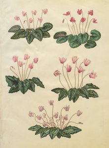 Cyclamen purpurascens; Cyclamen hederifolium